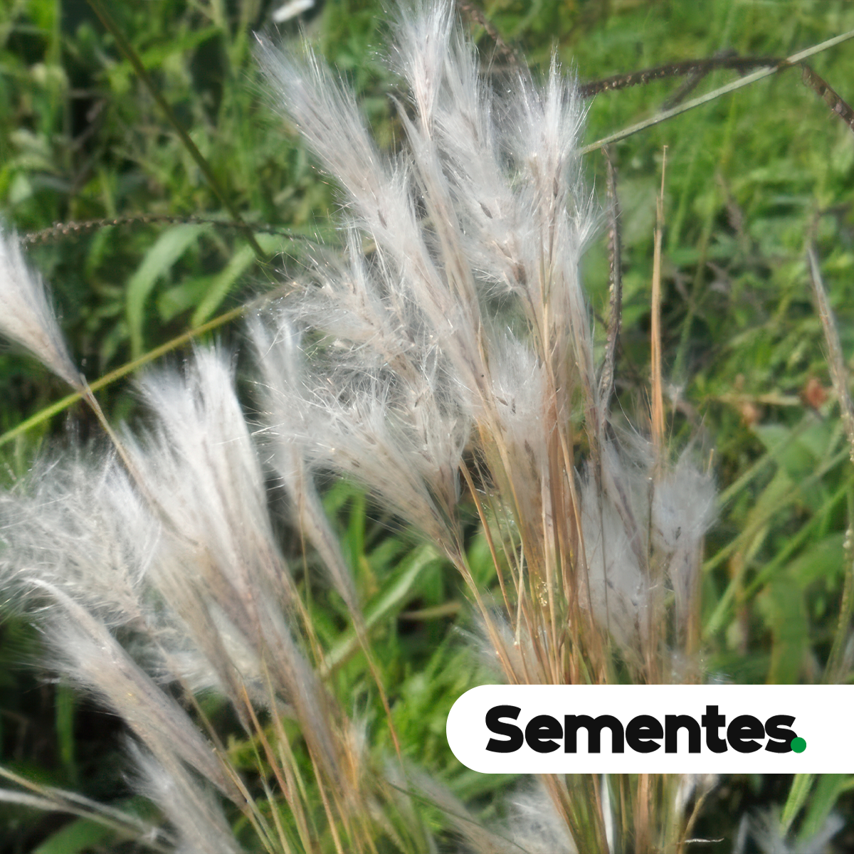 Sementes de Andropogon leucostachyus