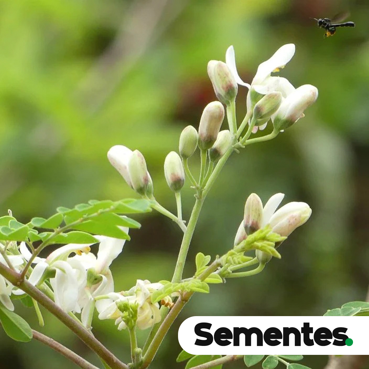 Sementes de moringa