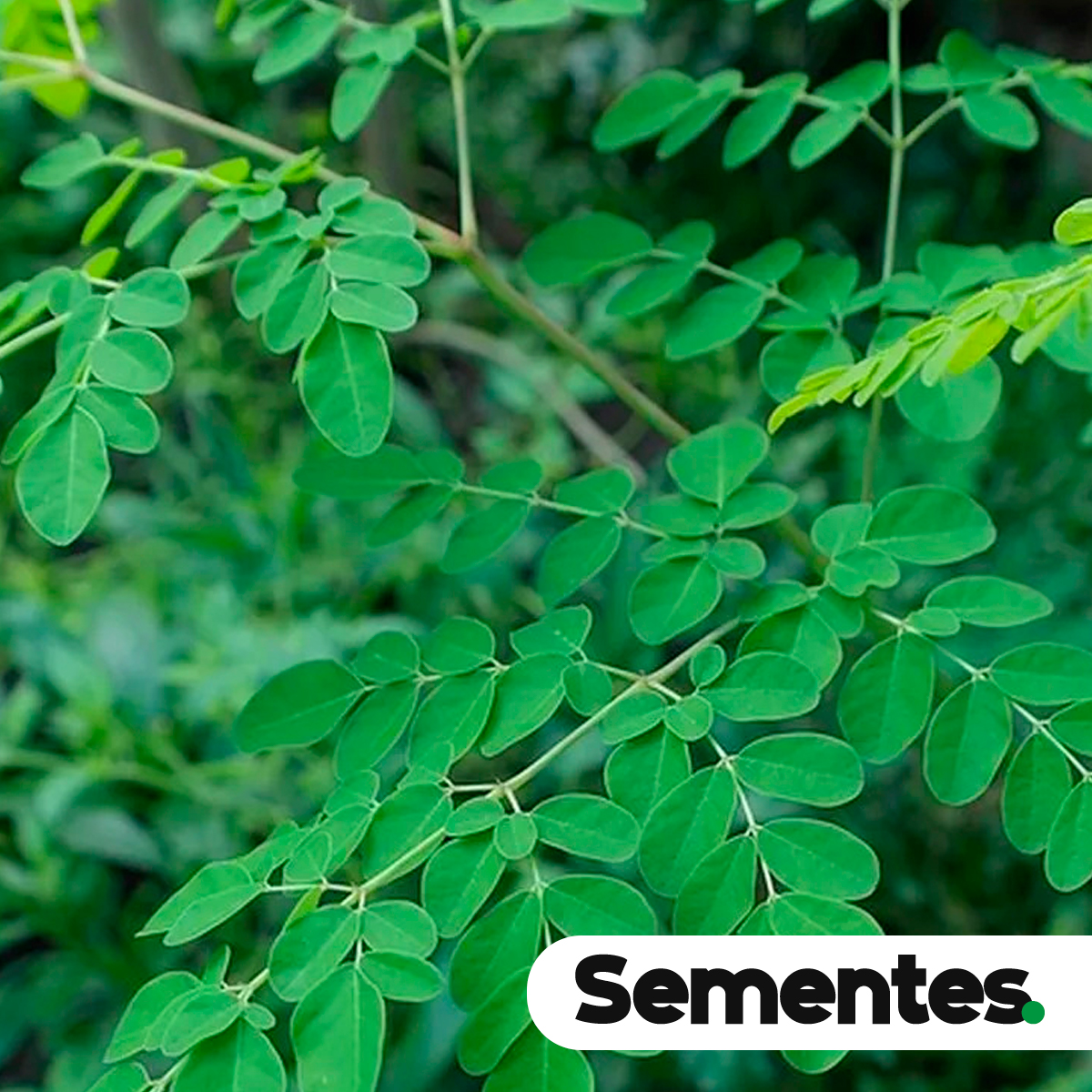 Moringa oleifera Lam. 2