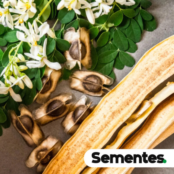 Moringa oleifera Lam. 3