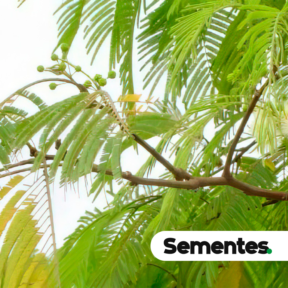 Anadenanthera colubrina (Vell.) Brenan 3