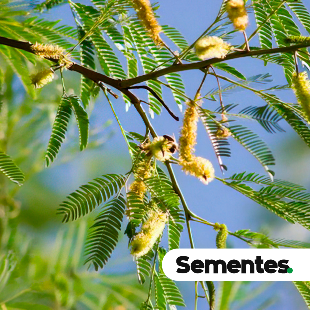 Anadenanthera colubrina (Vell.) Brenan 5