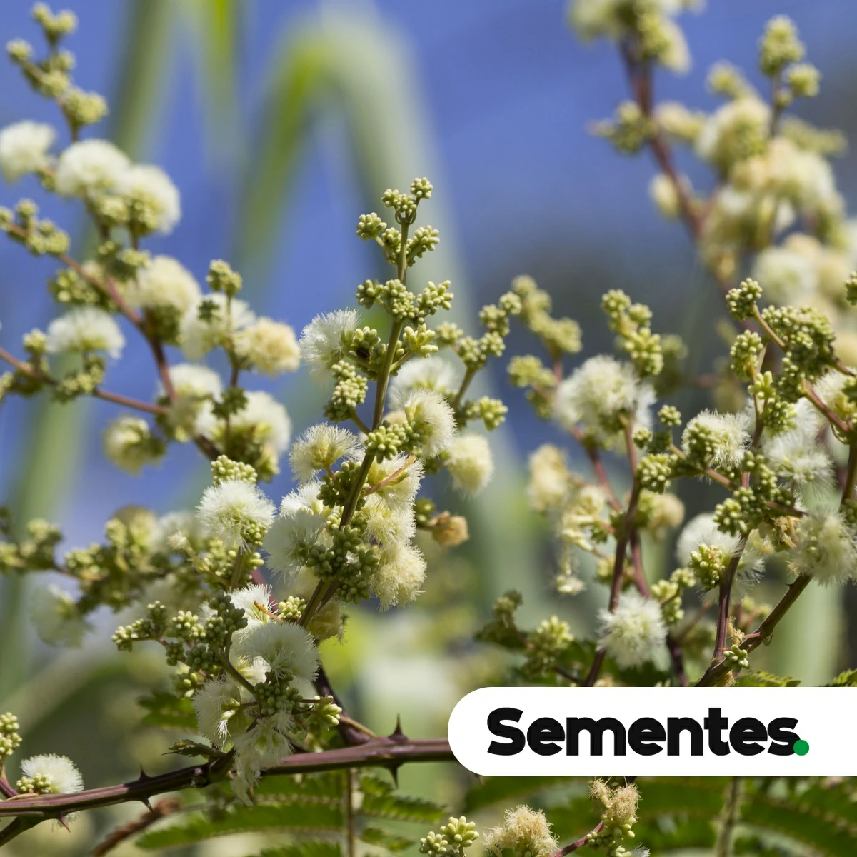 Sementes de guarucaia