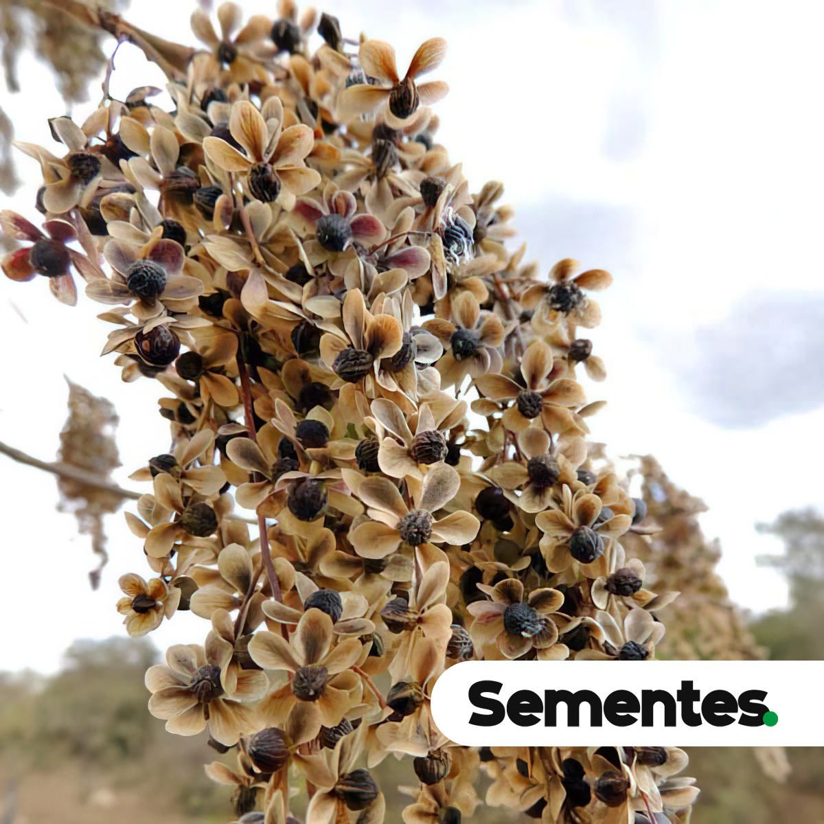Sementes de aroeira