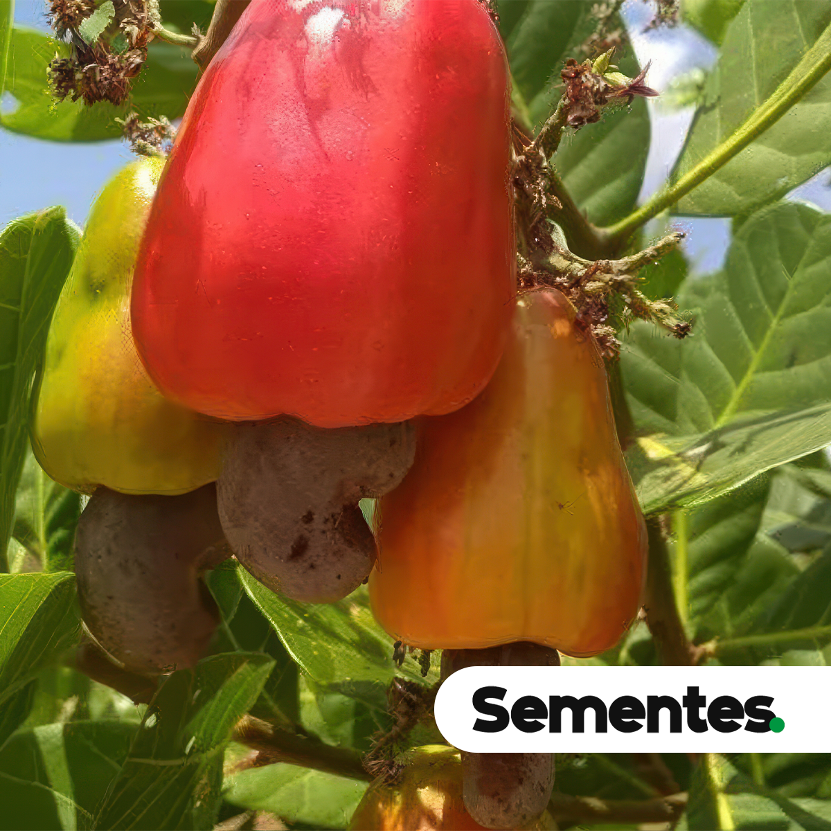 Sementes de acajaiba