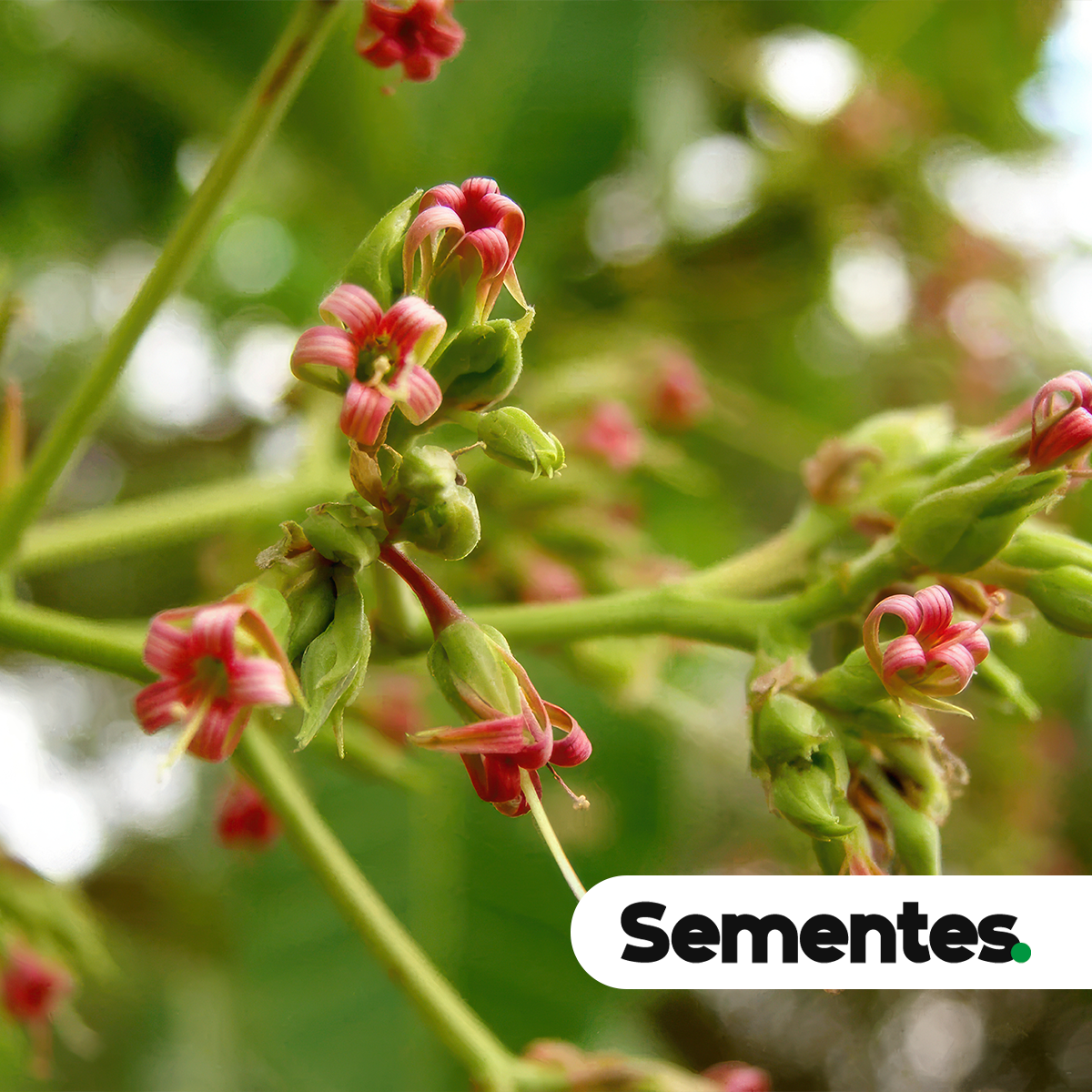 Anacardium occidentale L. 2