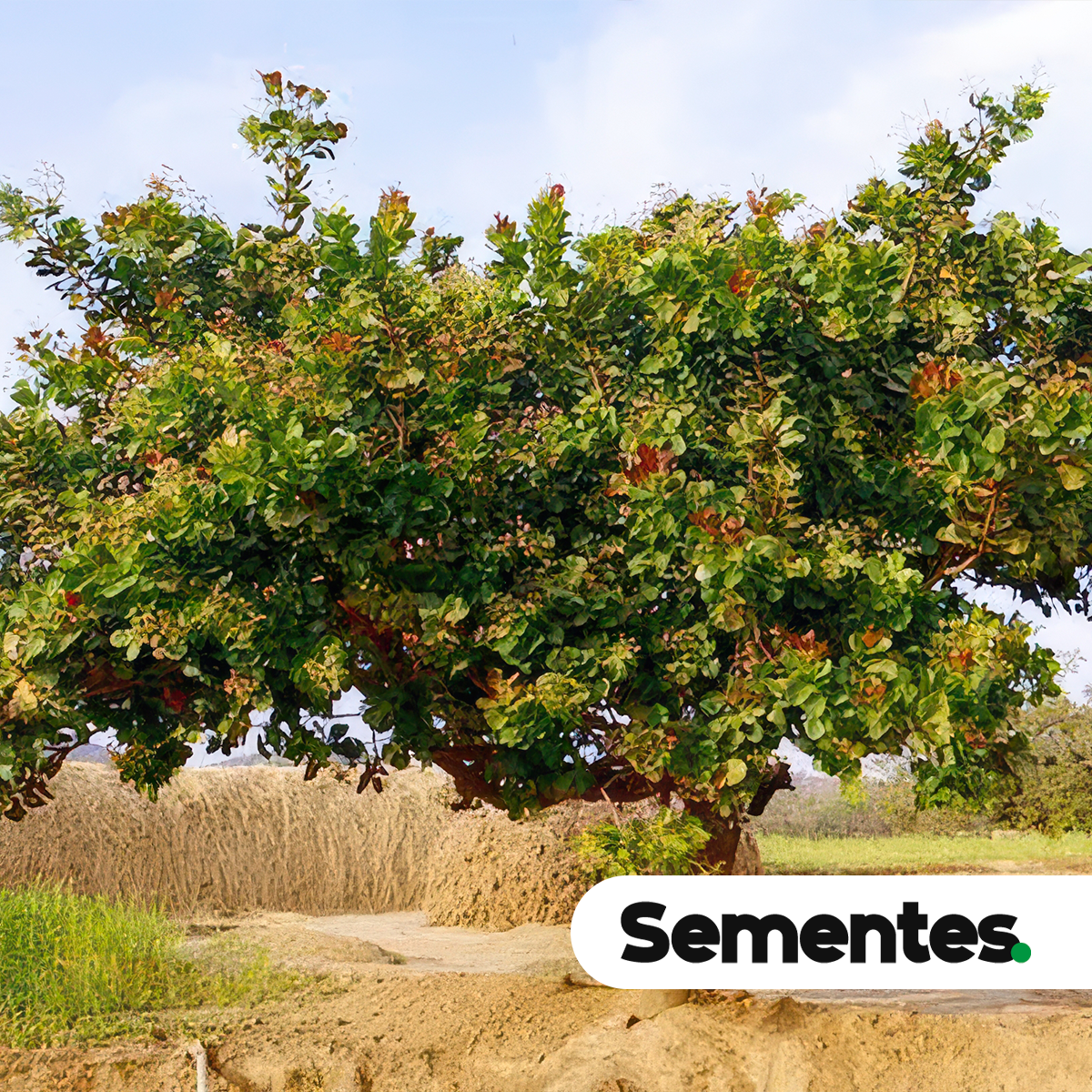 Anacardium occidentale L. 3