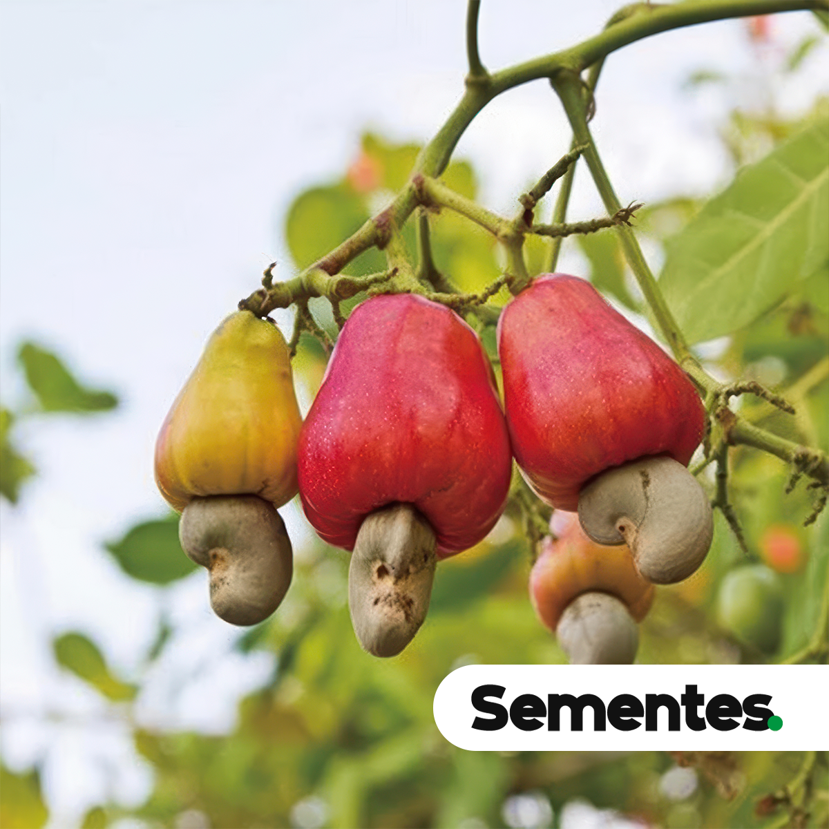 Anacardium occidentale L. 4
