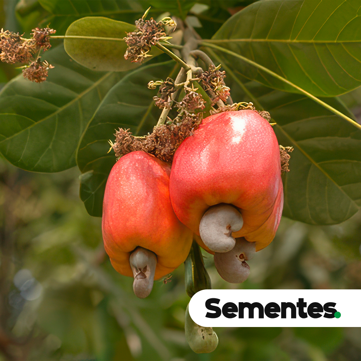 Anacardium occidentale L. 7