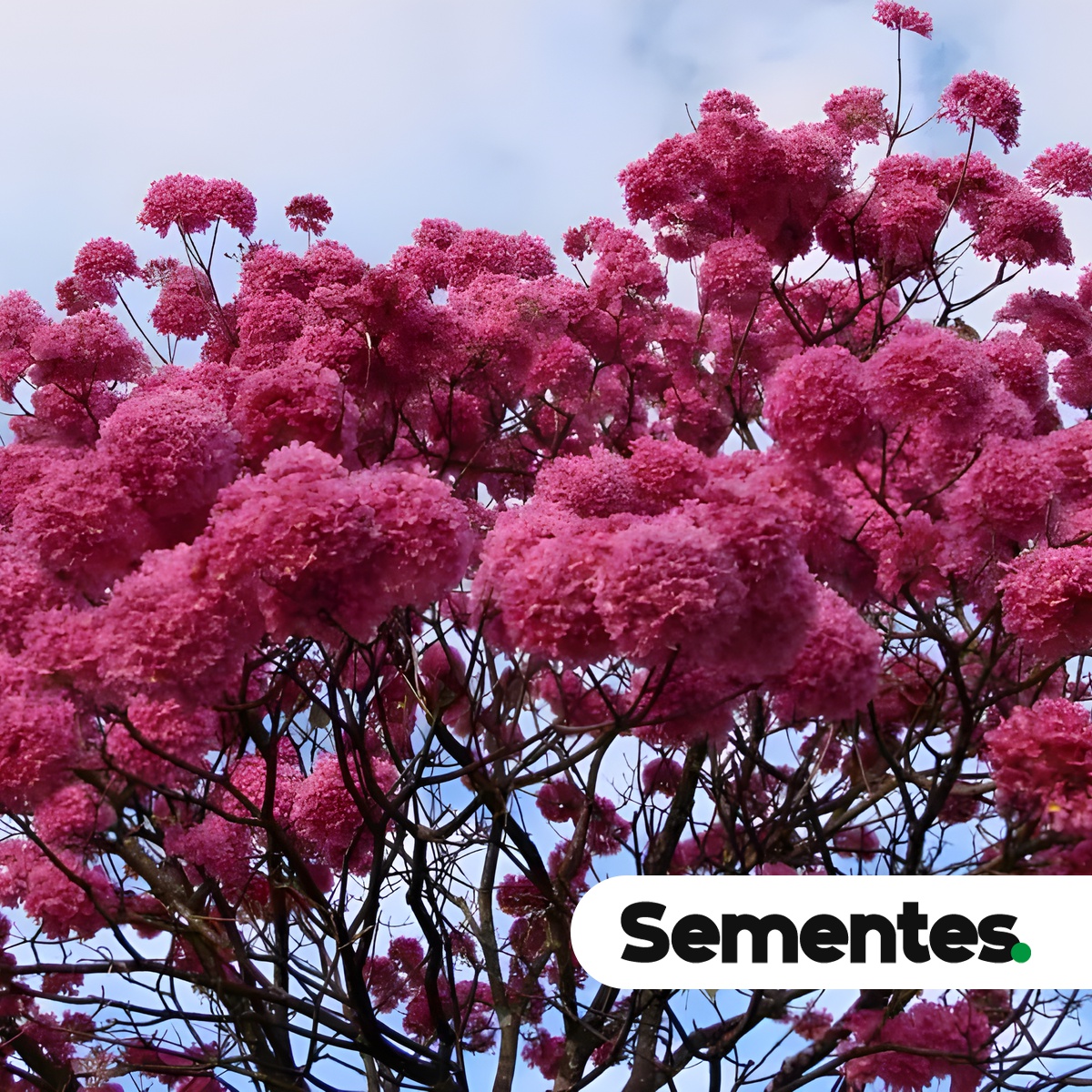 Sementes de ipê-roxo