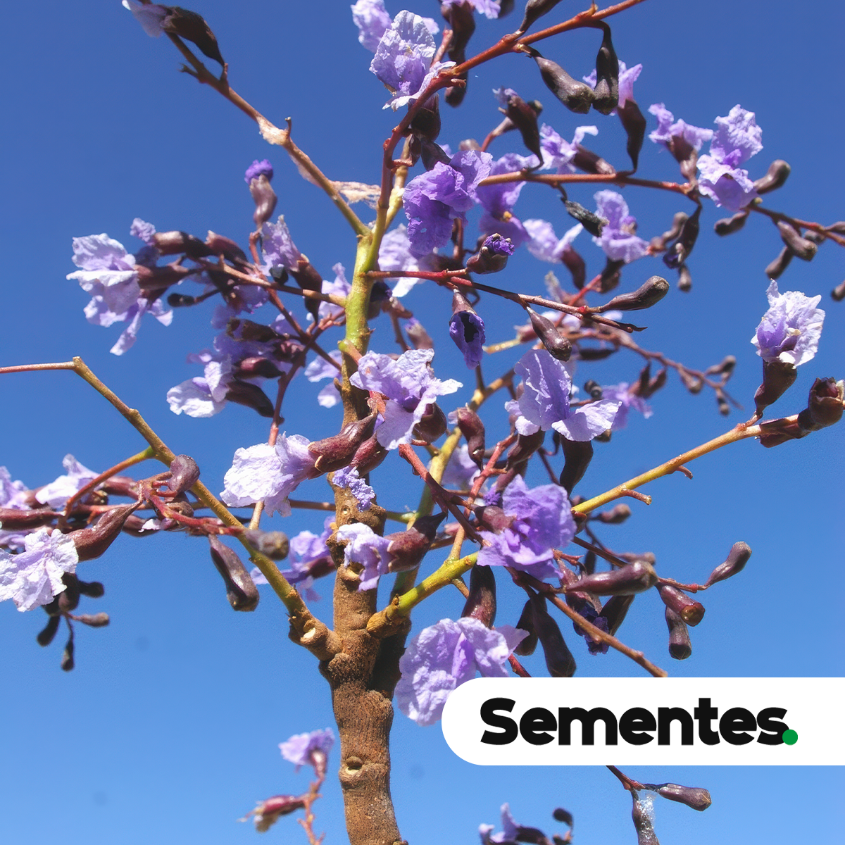 Sementes de sucupira-preta