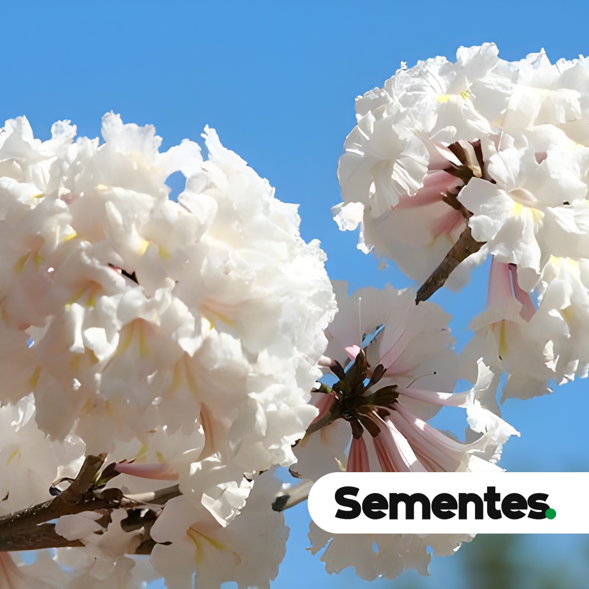 Sementes de ipê-branco