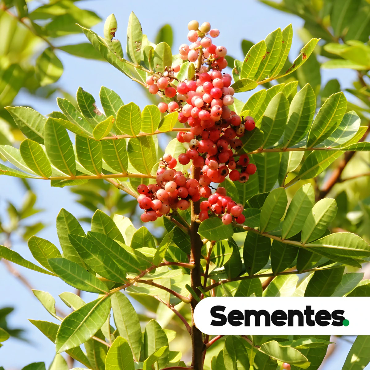 Sementes de aroeira-d'água