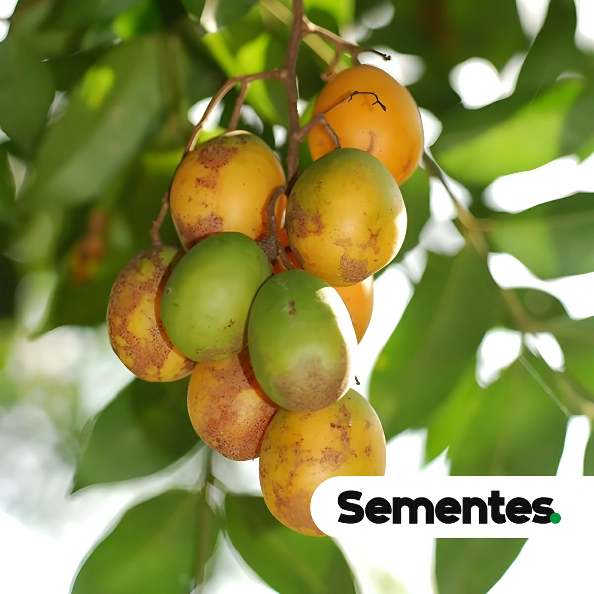 Sementes de cajá