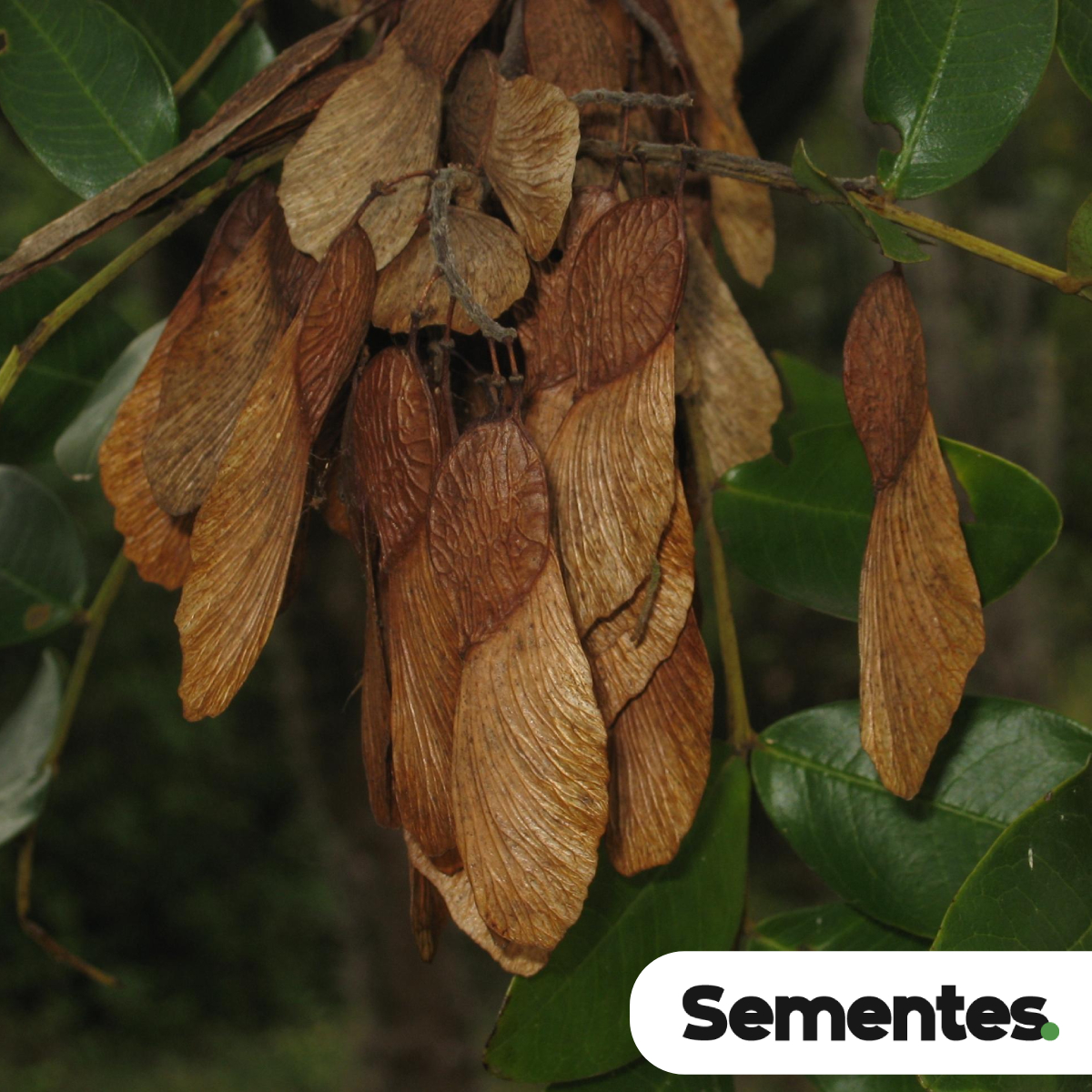 Sementes de madeira-nova