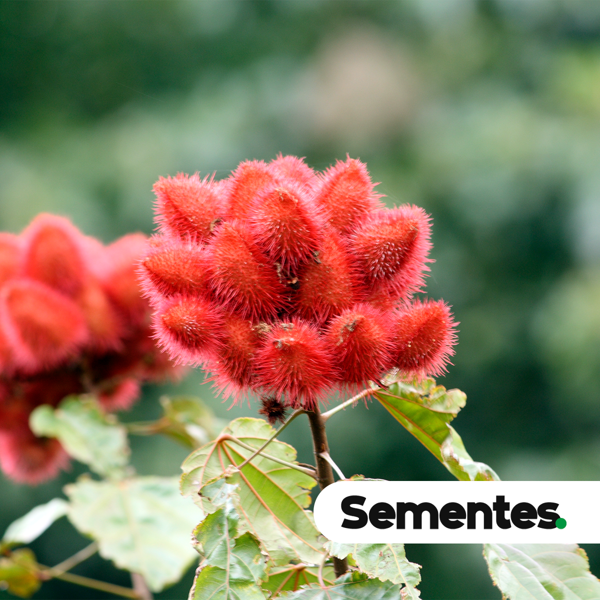 Sementes de urucu