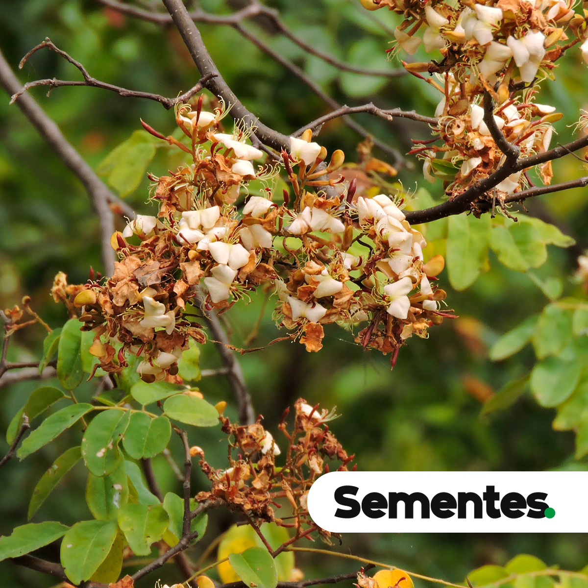 Sementes de cerejeira