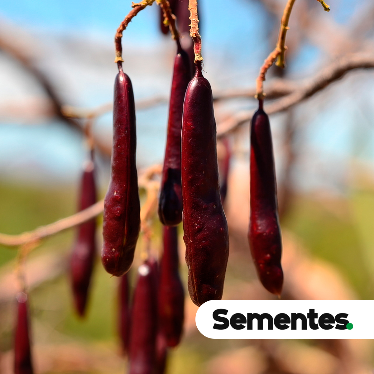 Amburana cearensis (Allemão) A.C.Sm. 2