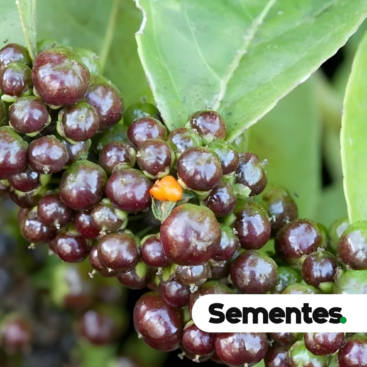 Sementes de guaçatonga