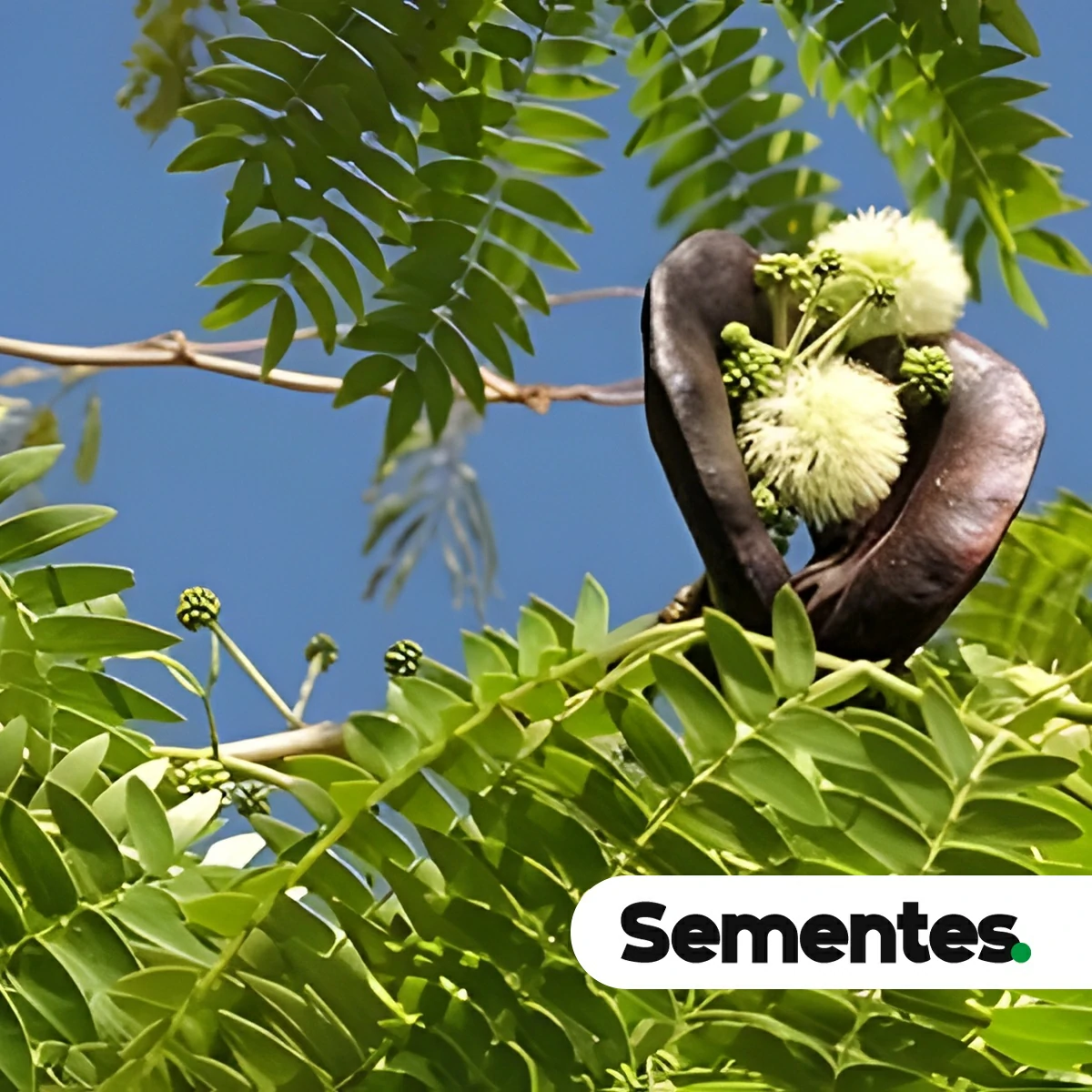 Sementes de tamboril
