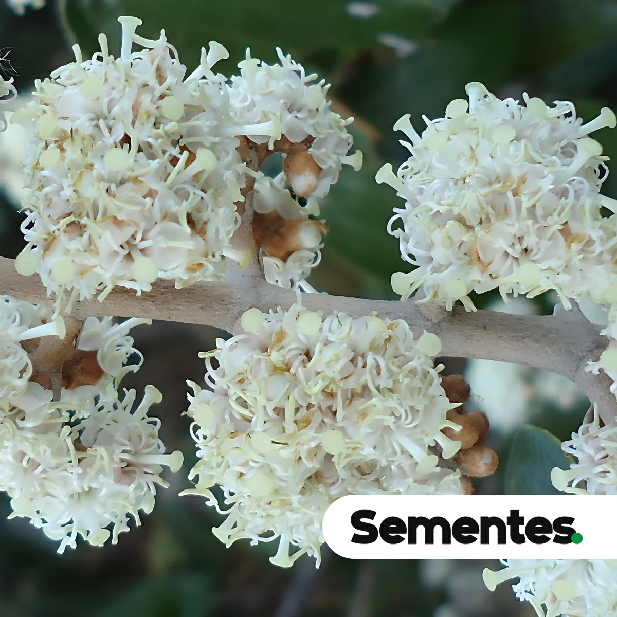 Sementes de Miconia albicans