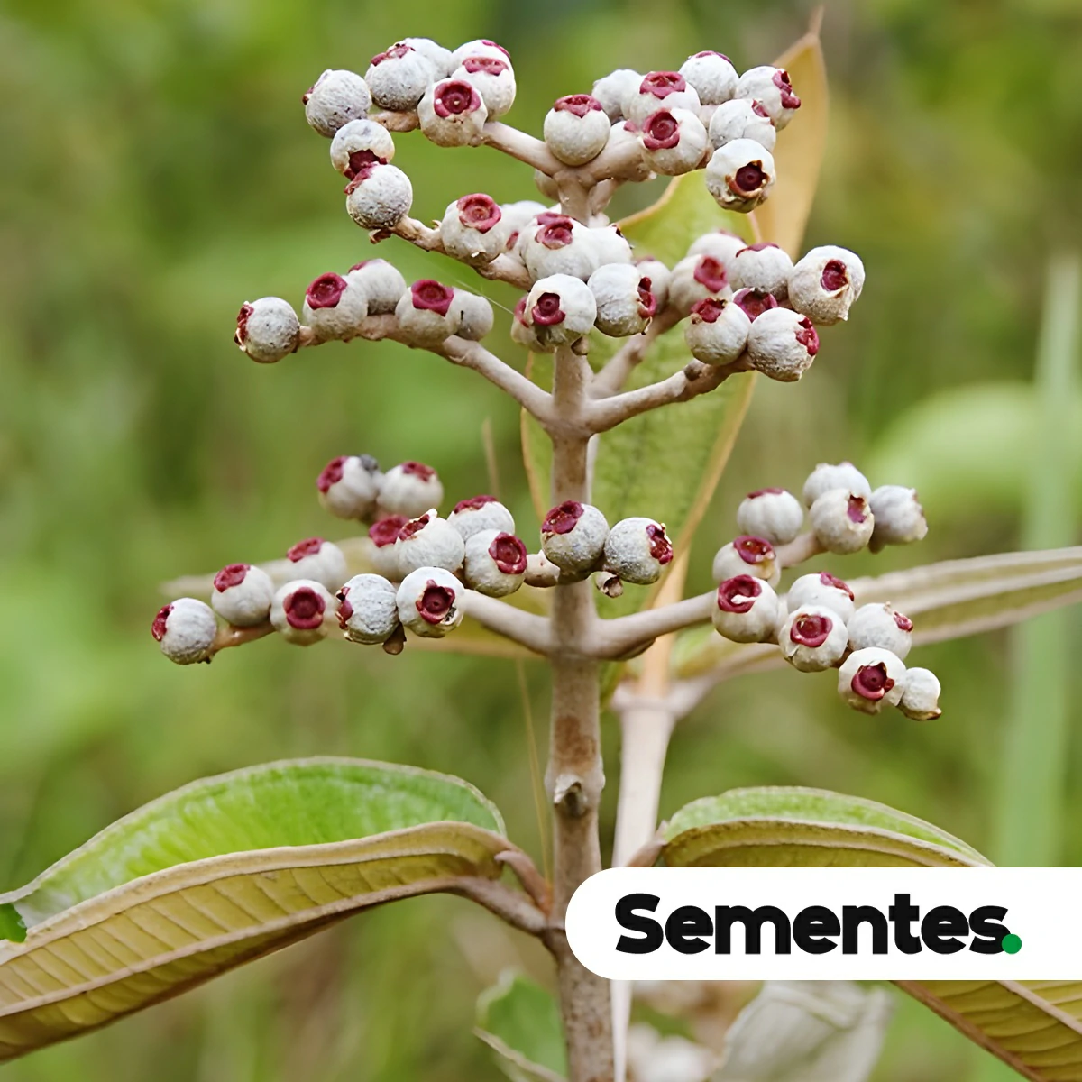 Miconia albicans (Sw.) Steud. 2