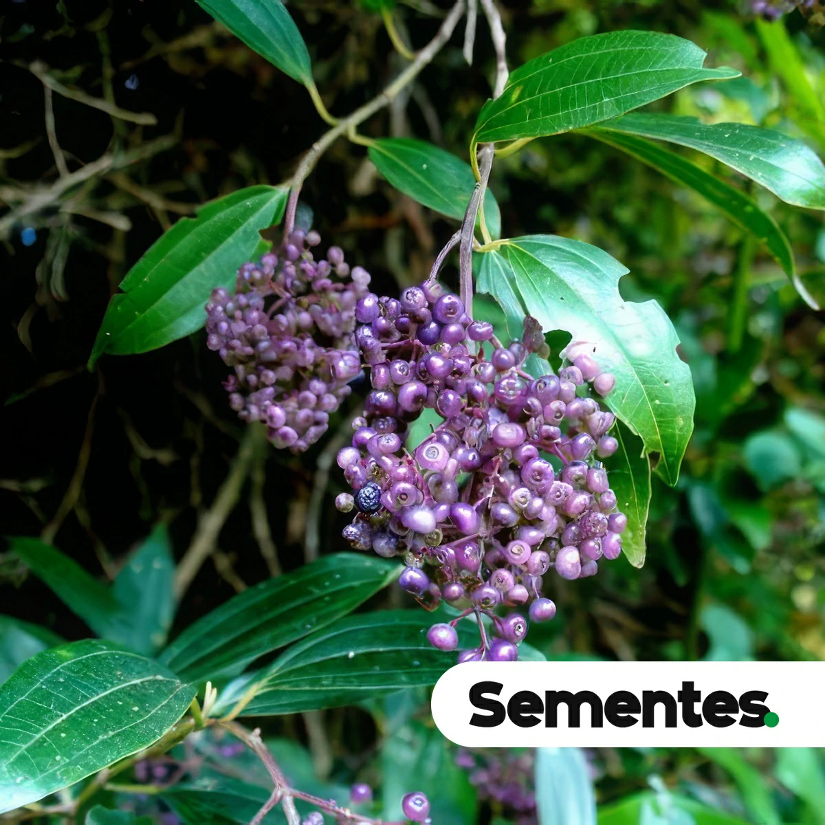 Miconia albicans (Sw.) Steud. 3