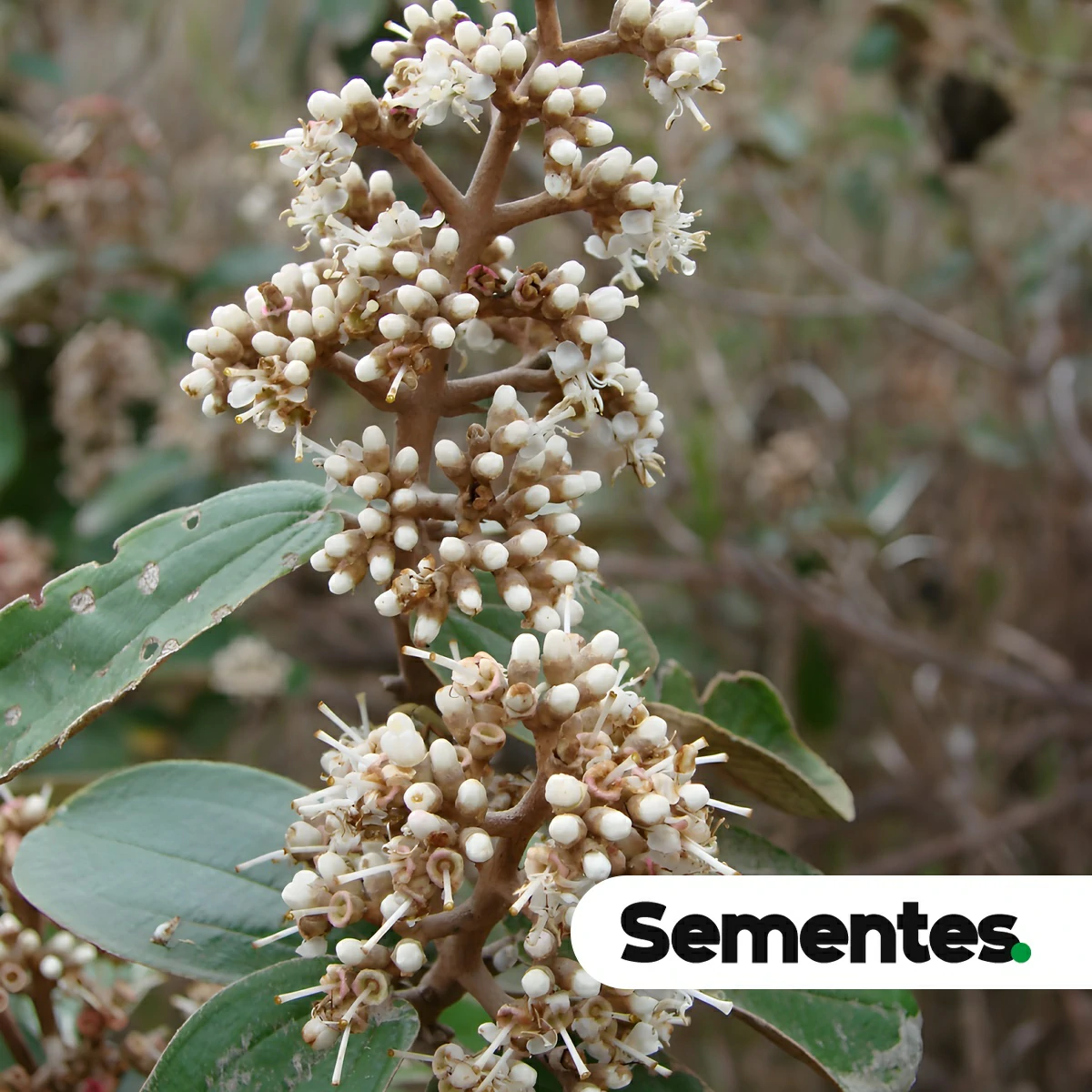 Miconia albicans (Sw.) Steud. 4