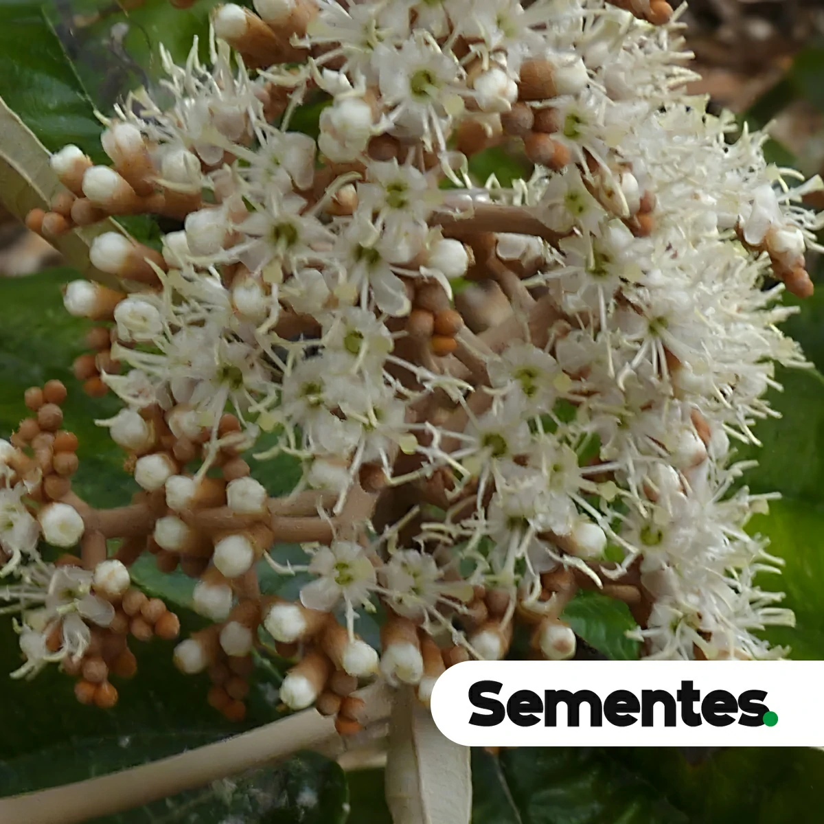 Miconia albicans (Sw.) Steud. 5