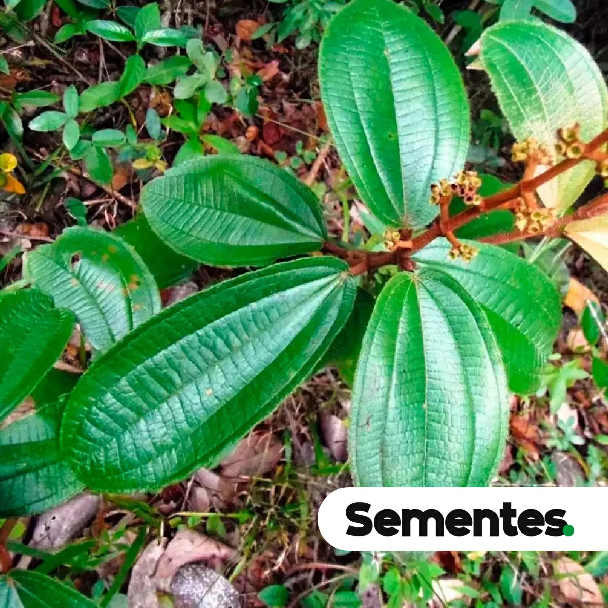 Miconia albicans (Sw.) Steud. 6