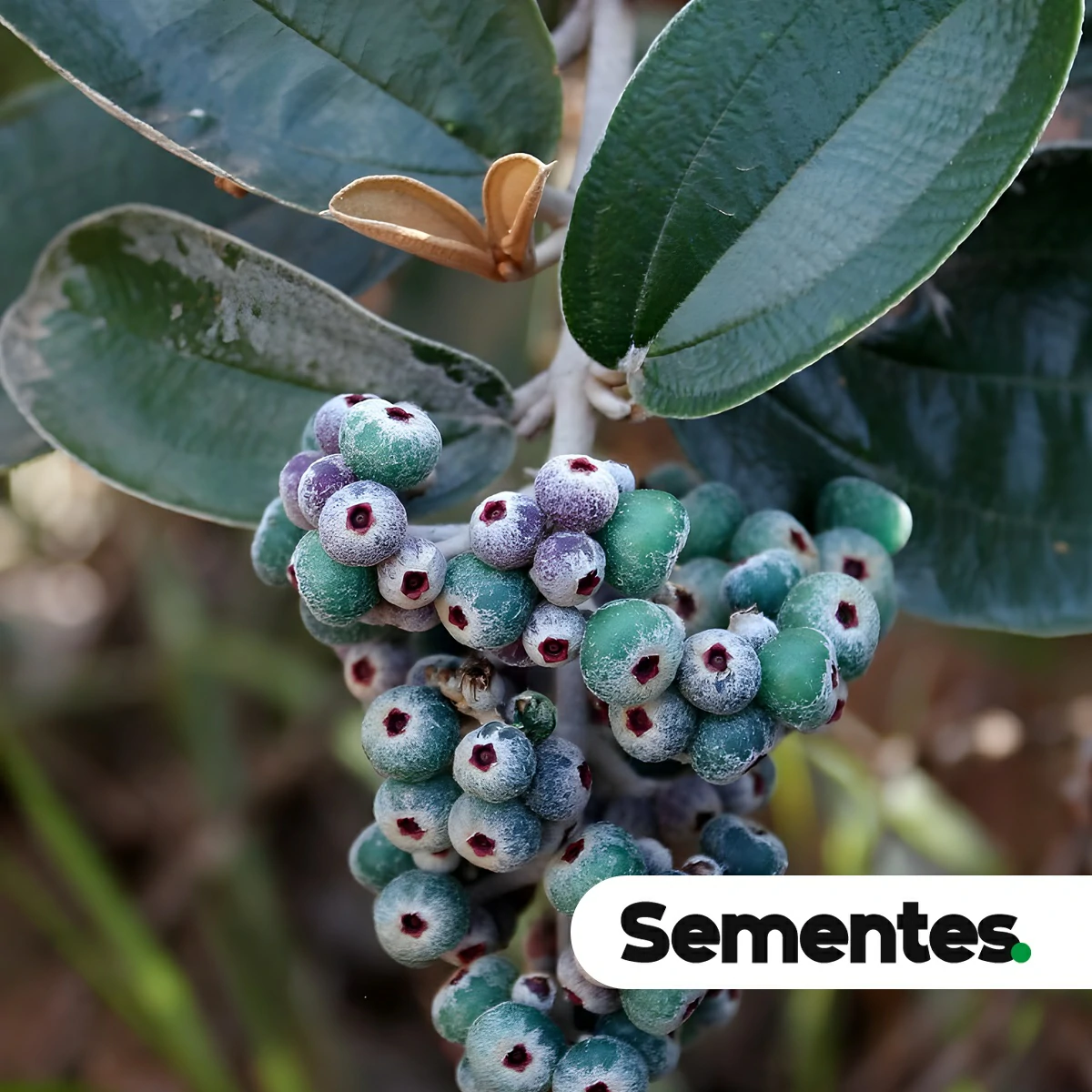 Miconia albicans (Sw.) Steud. 7