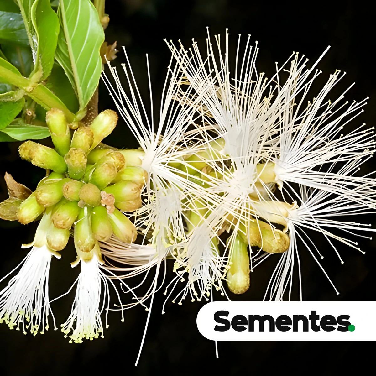 Sementes de ingá
