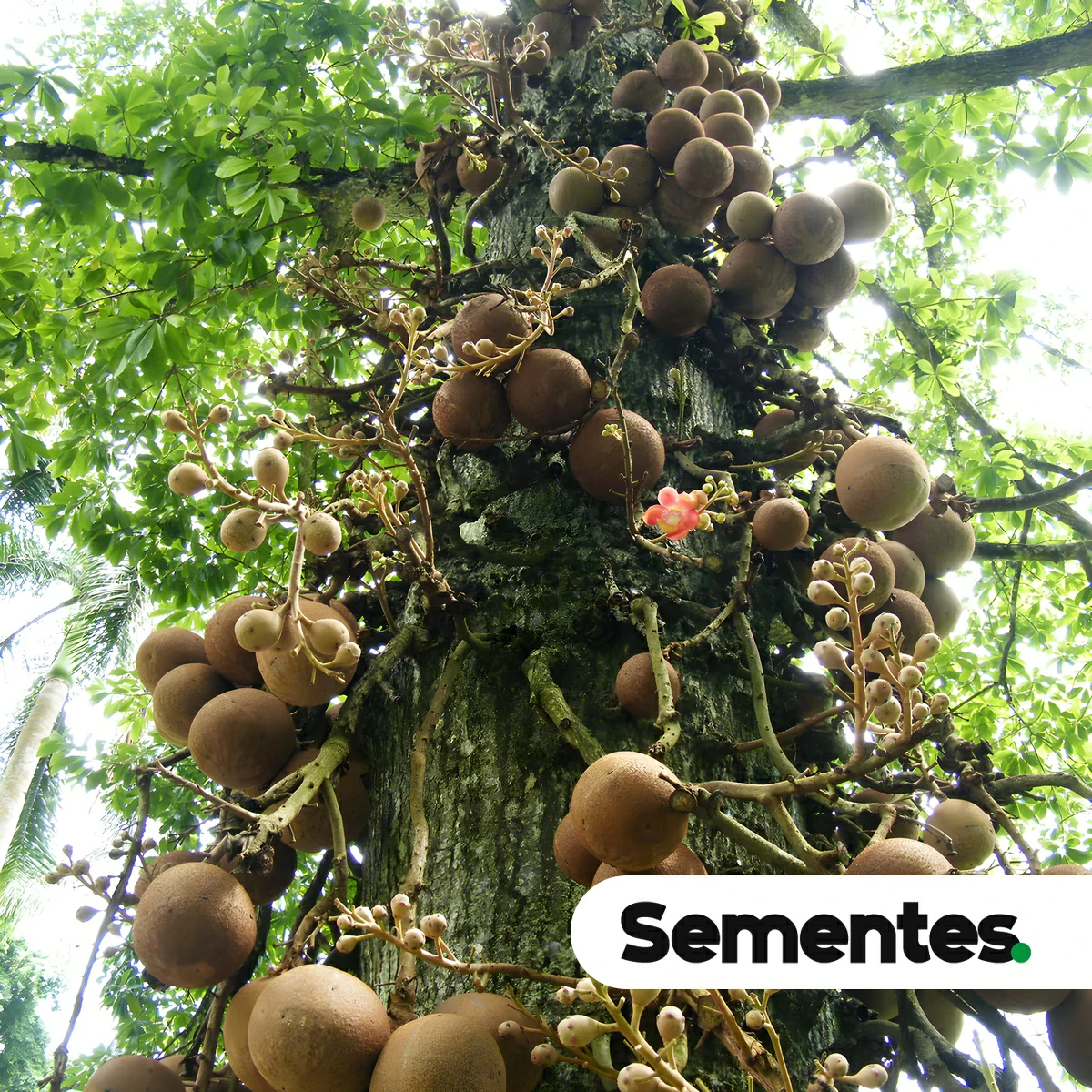 Sementes de Castanha-do-Brasil