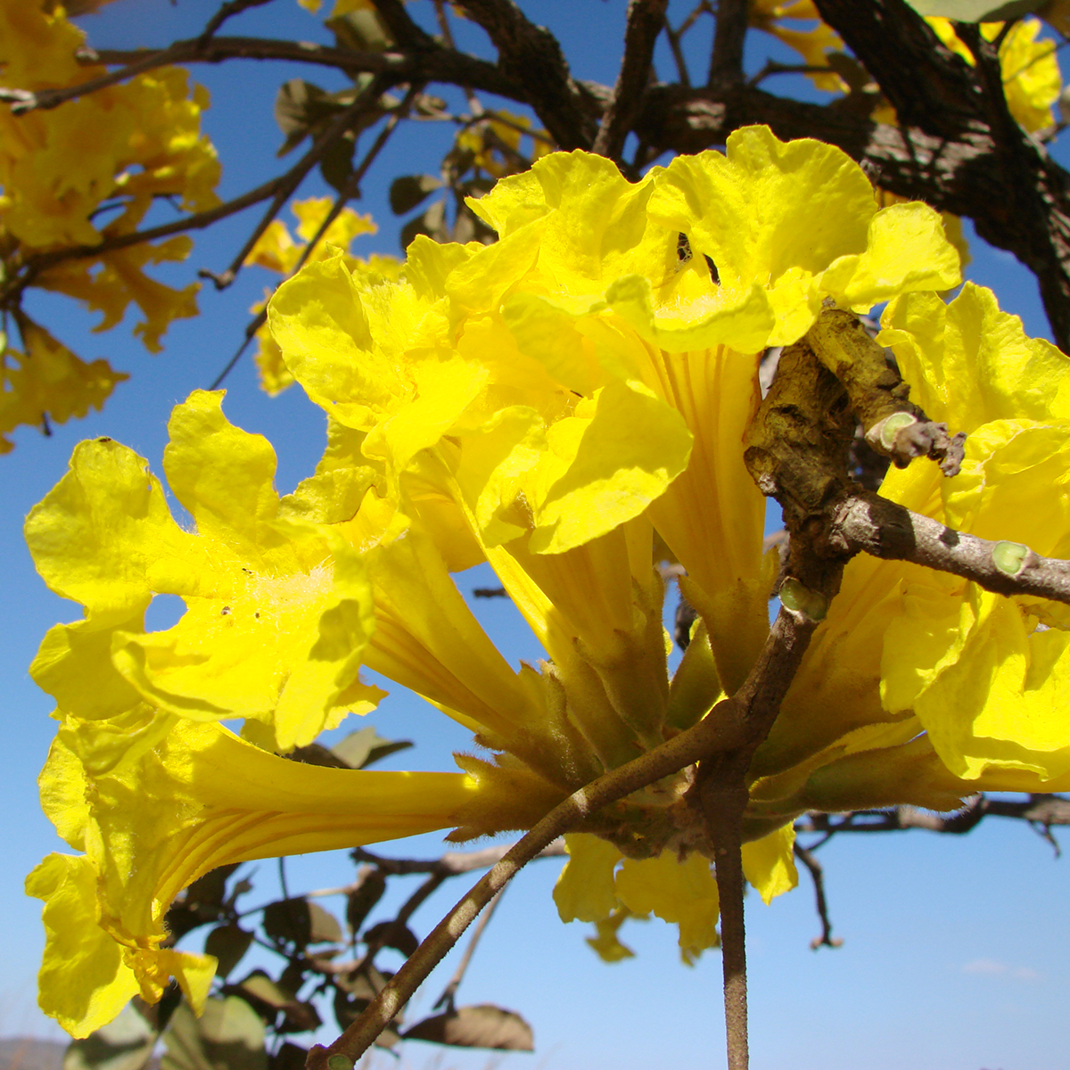 Sementes de caraiba