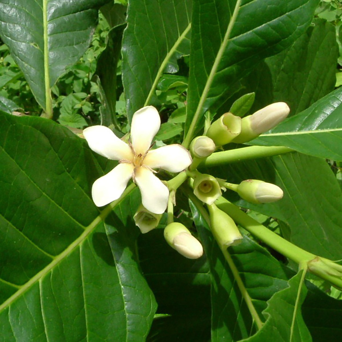 Sementes de genipapo
