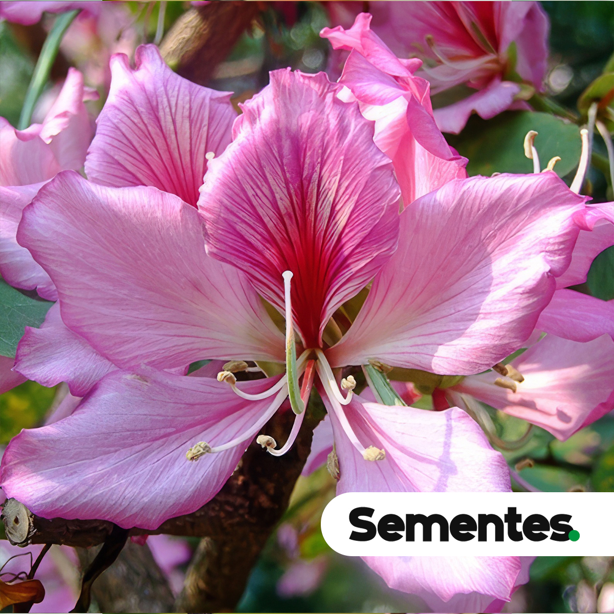 Bauhinia variegata L. 2