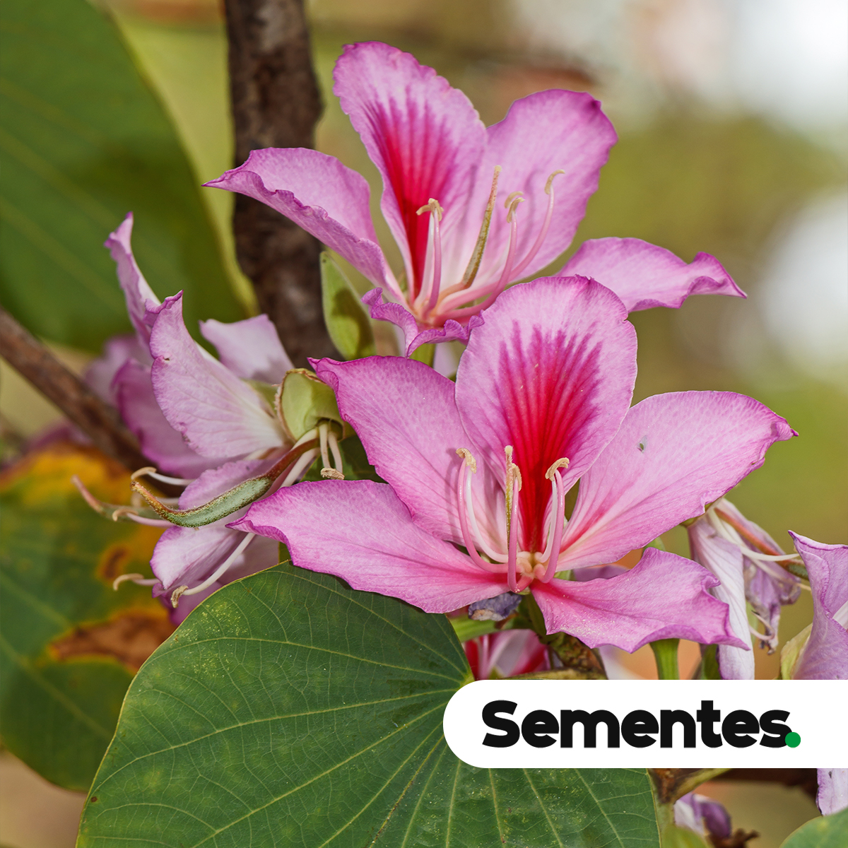 Bauhinia variegata L. 3