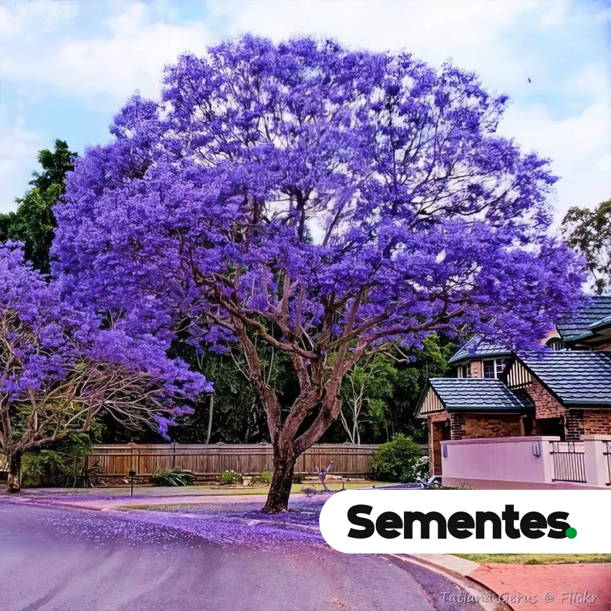 Jacaranda mimosifolia D. Don