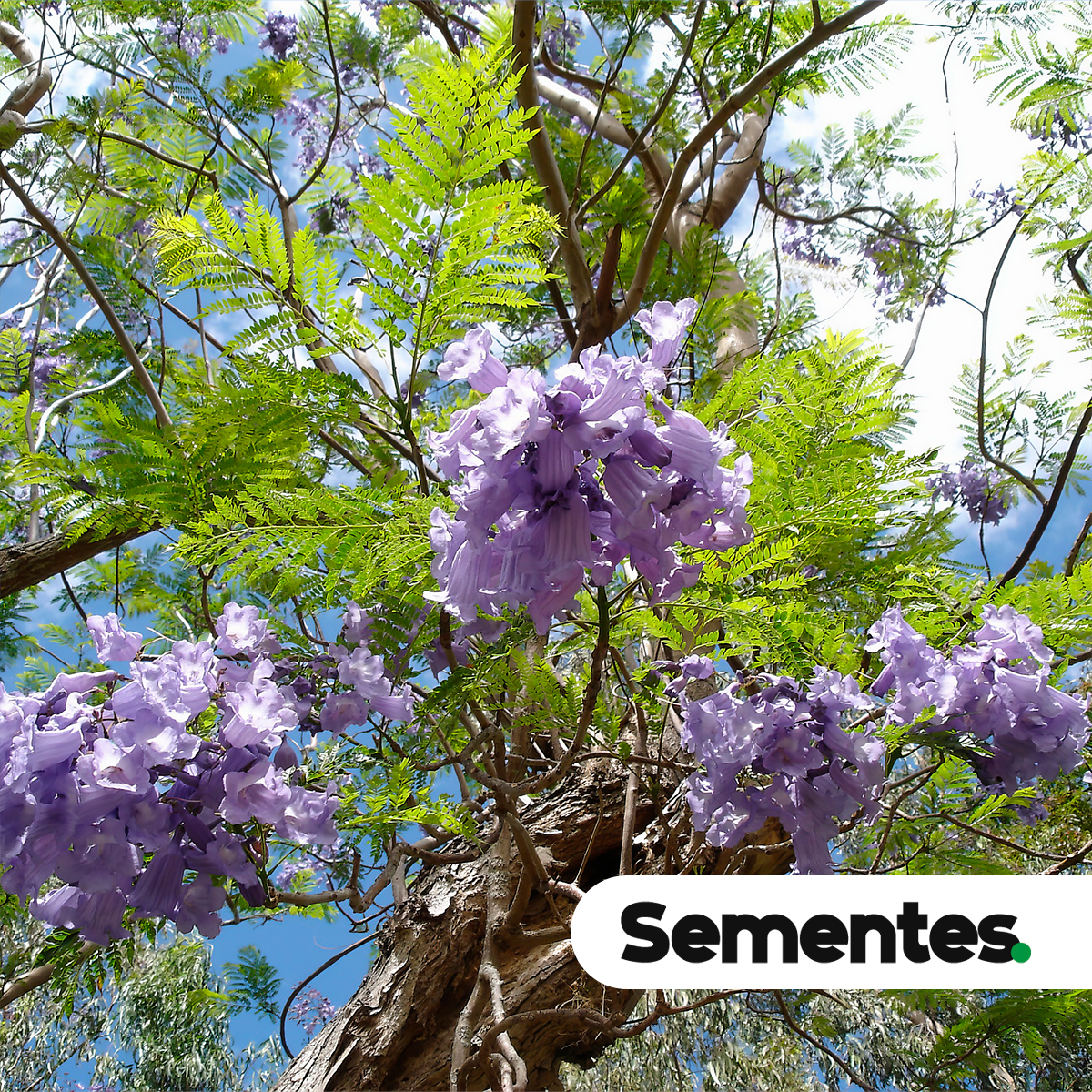 Jacaranda mimosifolia D. Don 2