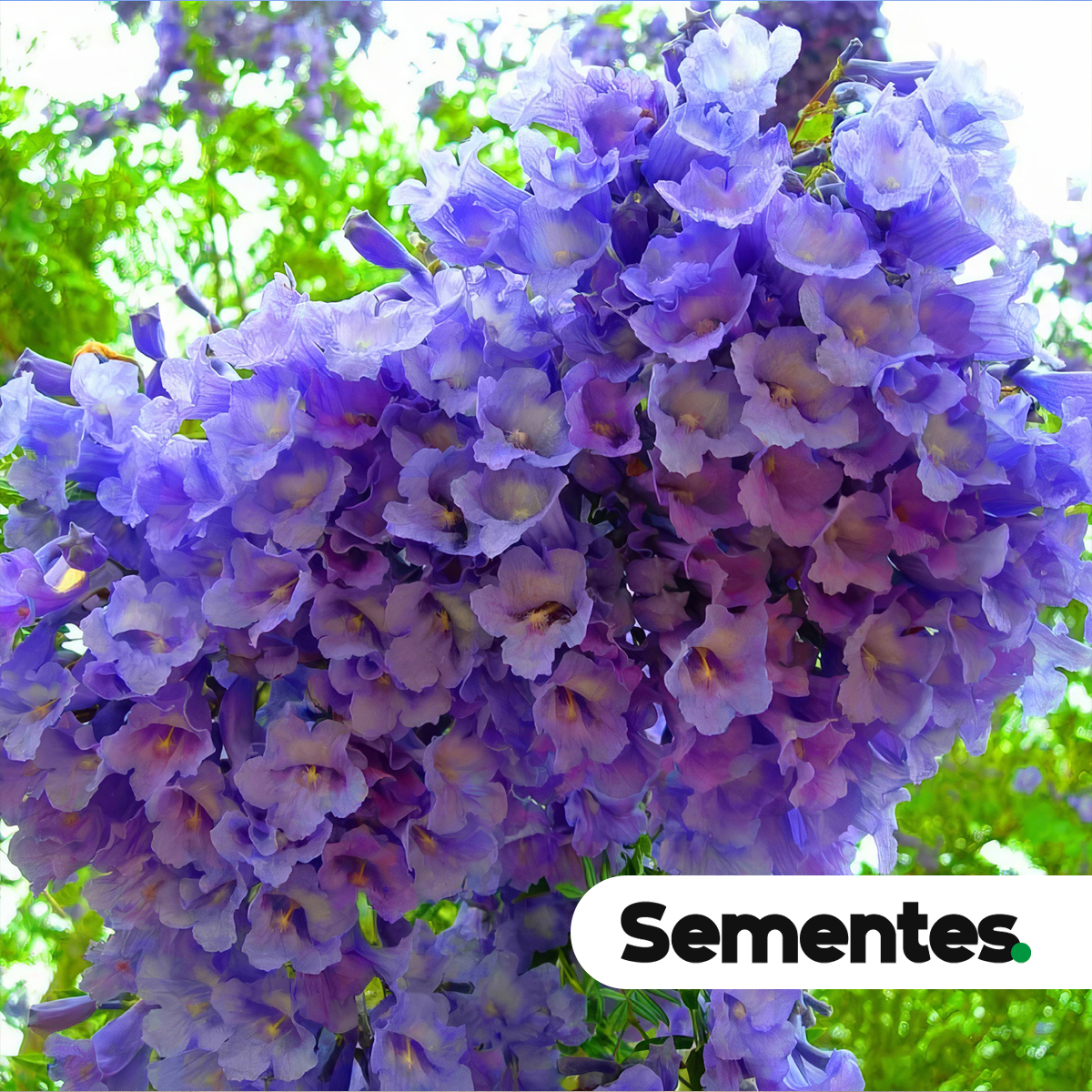 Jacaranda mimosifolia D. Don 3