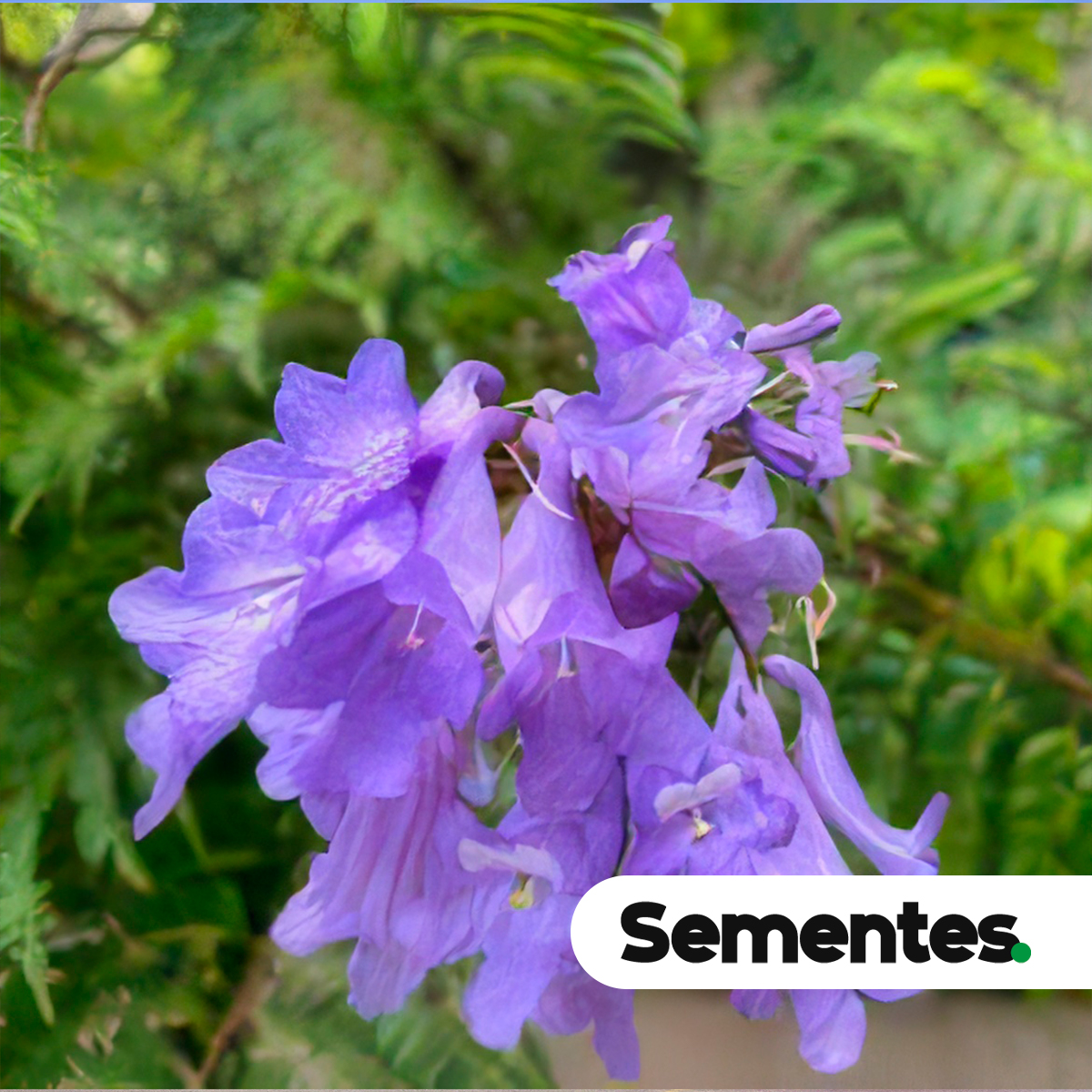 Jacaranda mimosifolia D. Don 4