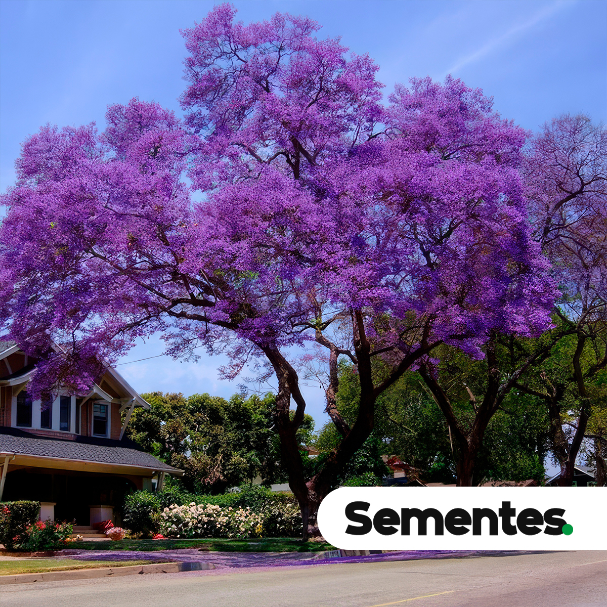 Jacaranda mimosifolia D. Don 5