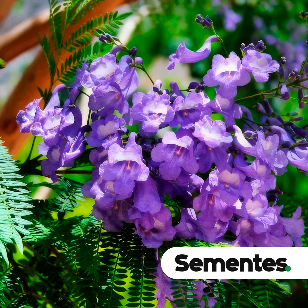Jacaranda mimosifolia D. Don 6