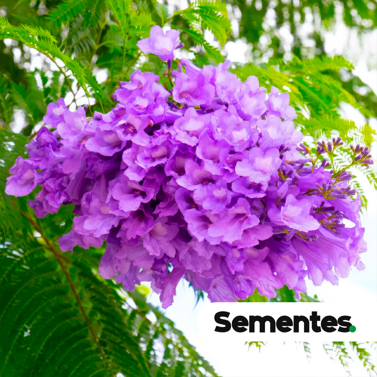 Jacaranda mimosifolia D. Don 7