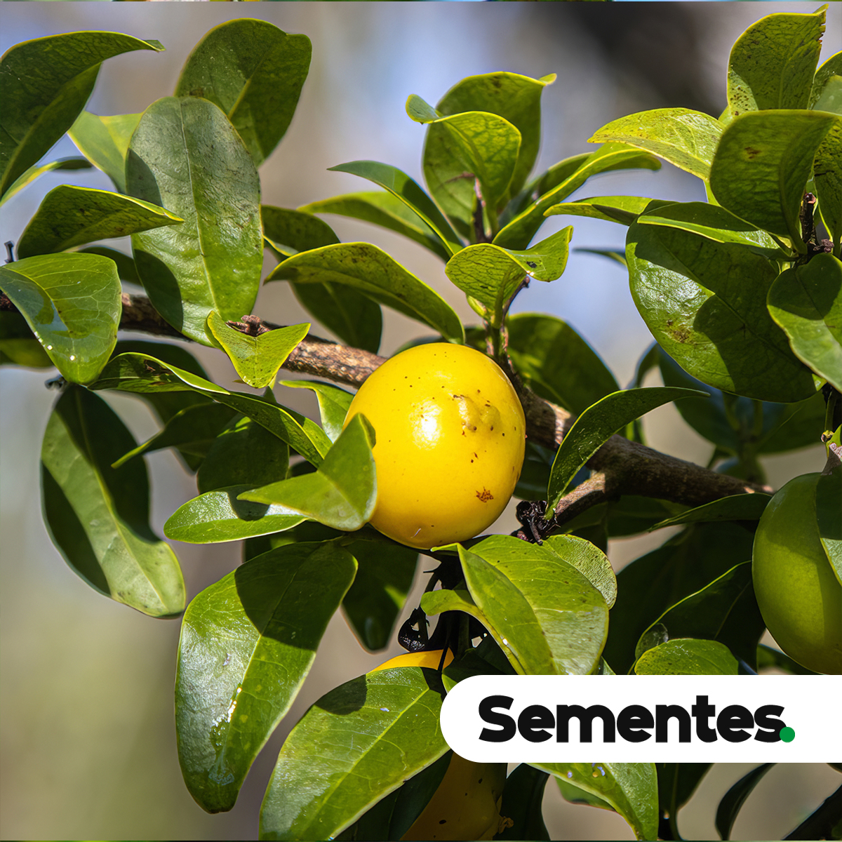 Sementes de imenia americana