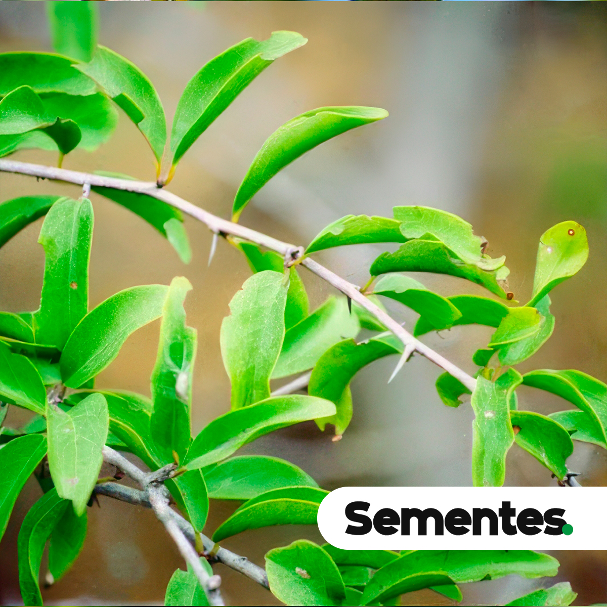 Ximenia americana L. 2