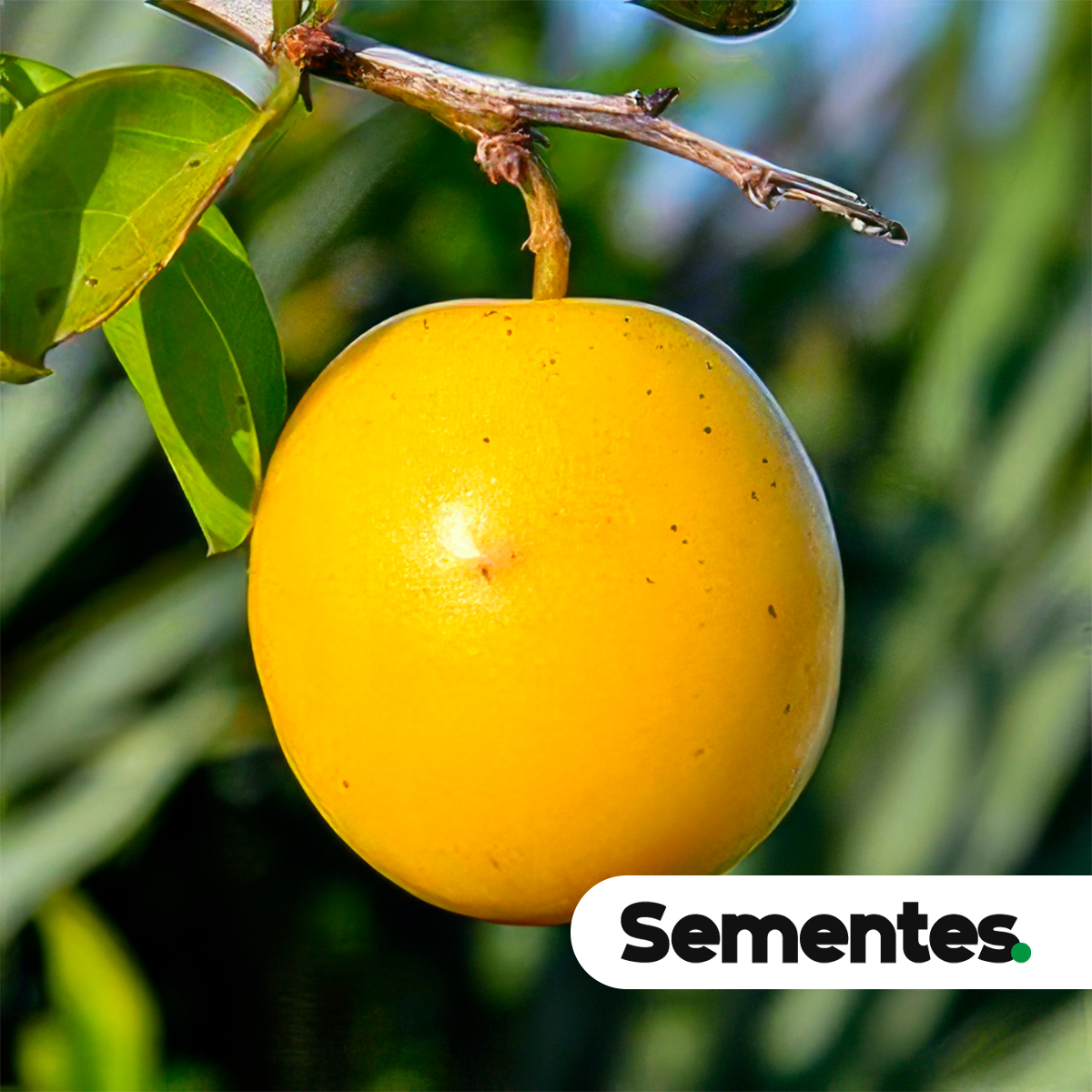Ximenia americana L. 3