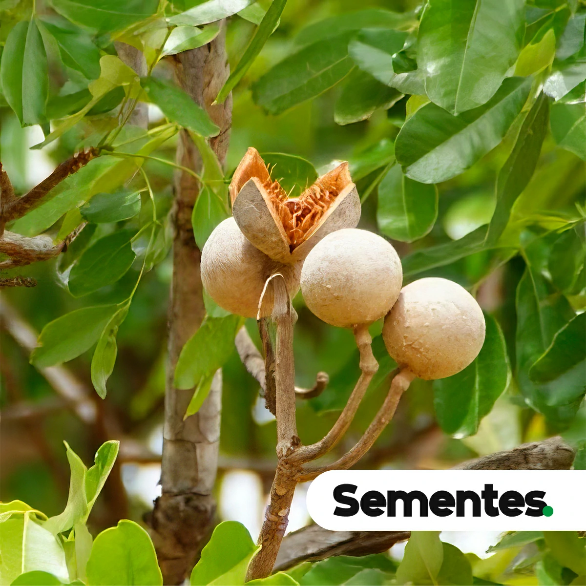 Khaya senegalensis (Desr.) A. Juss. 3