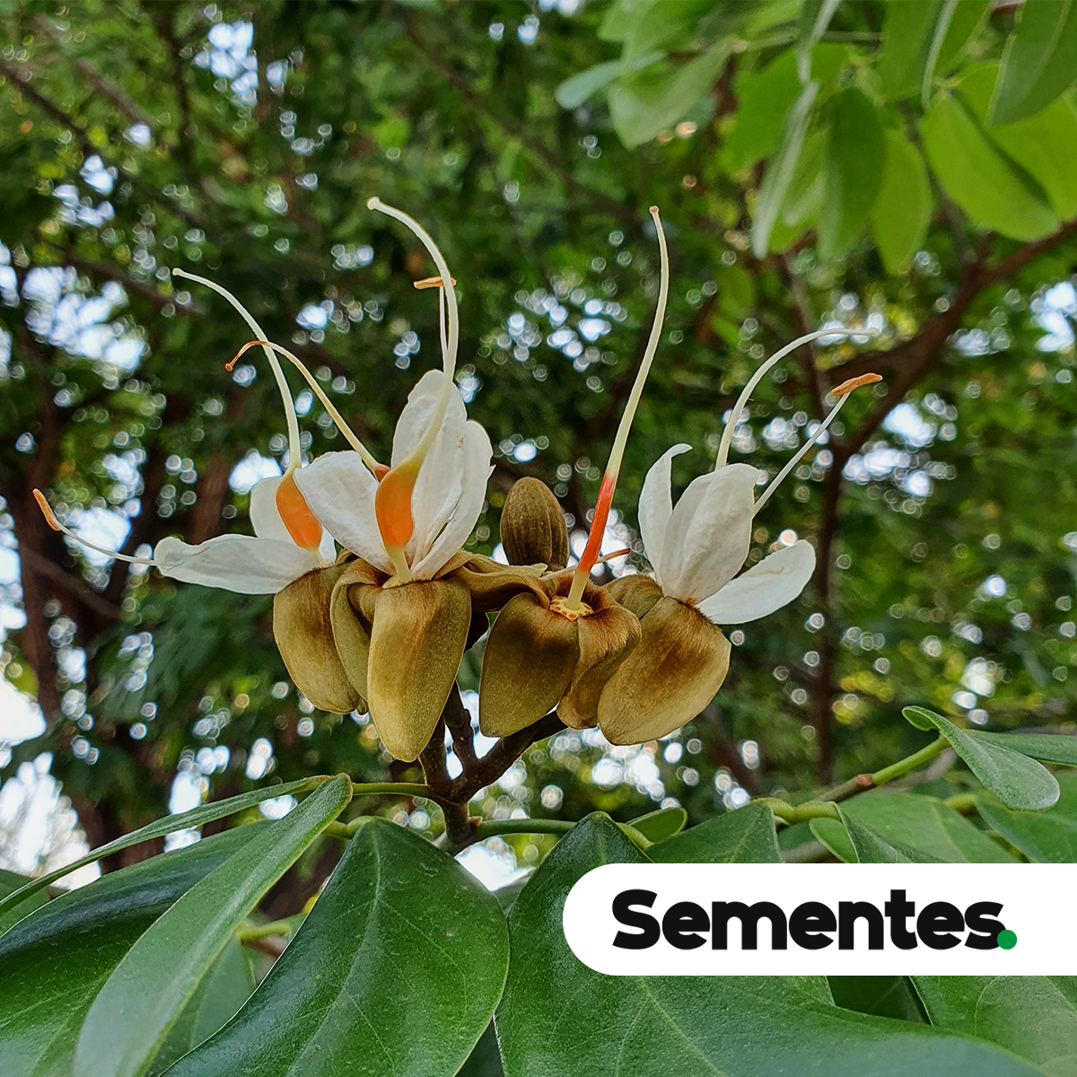 Sementes de jatobá