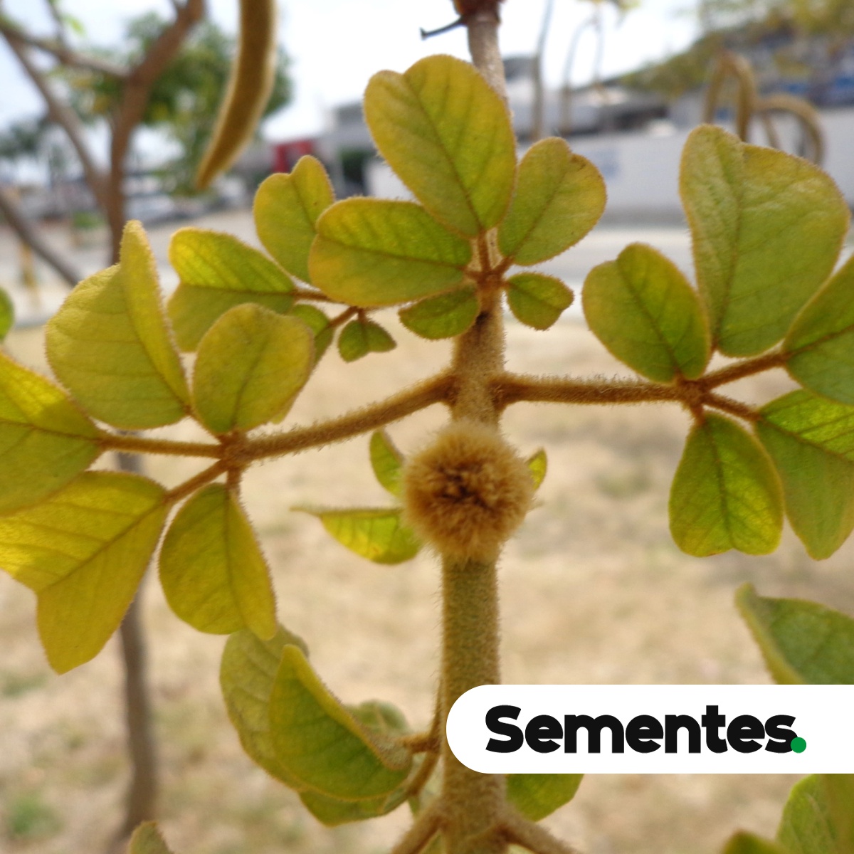 Handroanthus chrysotrichus (Mart. ex DC.) Mattos 4
